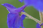 Alabama larkspur